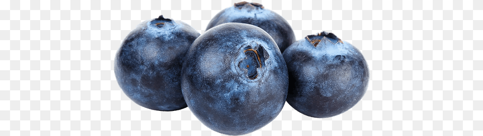 Blueberries Storage Controlled Atmosphere Ultra Low Yaban Mersini, Produce, Berry, Blueberry, Food Png Image