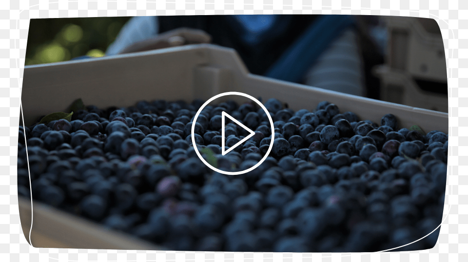 Blueberries Superfood, Berry, Blueberry, Food, Fruit Free Png Download