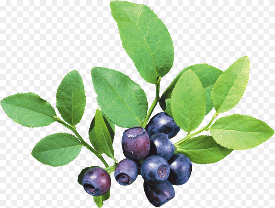 Blueberry, Lighting, Sphere, Plate Free Transparent Png