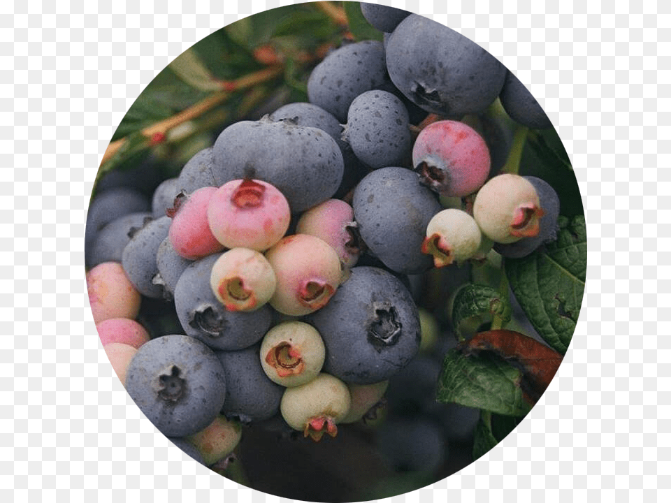 Blueberry, Berry, Food, Fruit, Plant Free Png