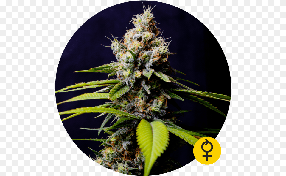 Blueberry 420 Auto Feminised Cannabis Seeds Blueberry 420 Auto The Bulldog Seeds, Plant, Weed, Hemp Free Png Download