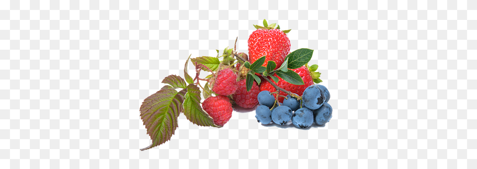 Blueberry Berry, Food, Fruit, Plant Free Png