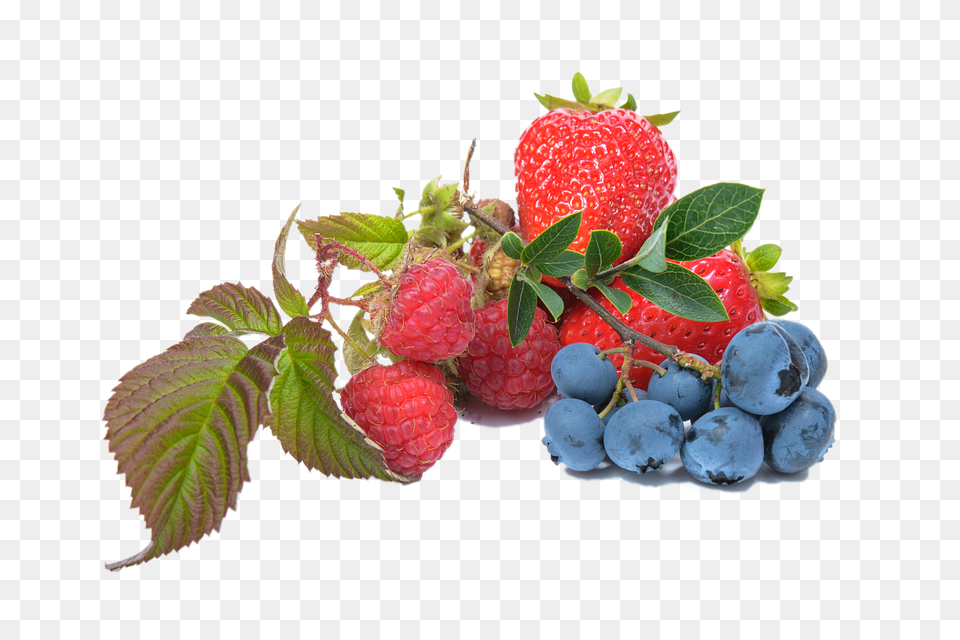 Blueberry Berry, Food, Fruit, Plant Free Transparent Png