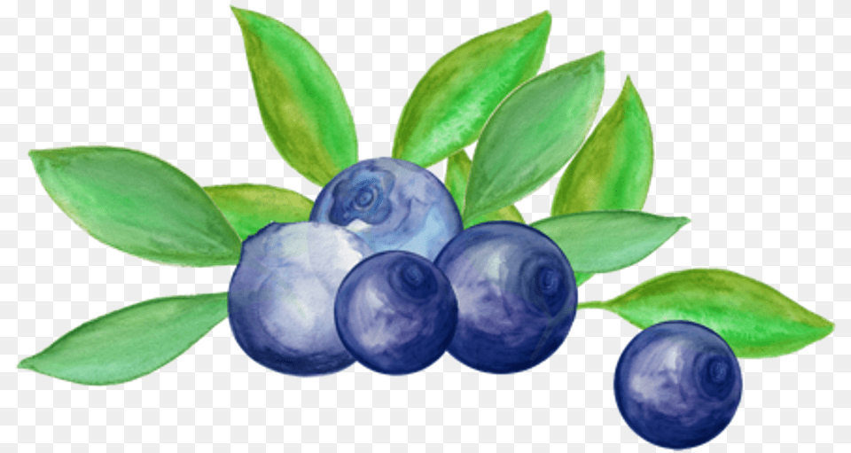 Blueberry Arrangement Watercolor Blueberry, Berry, Food, Fruit, Plant Free Png Download