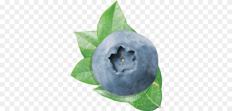 Blueberry Blueberry Blueberry, Berry, Food, Fruit, Plant Png Image
