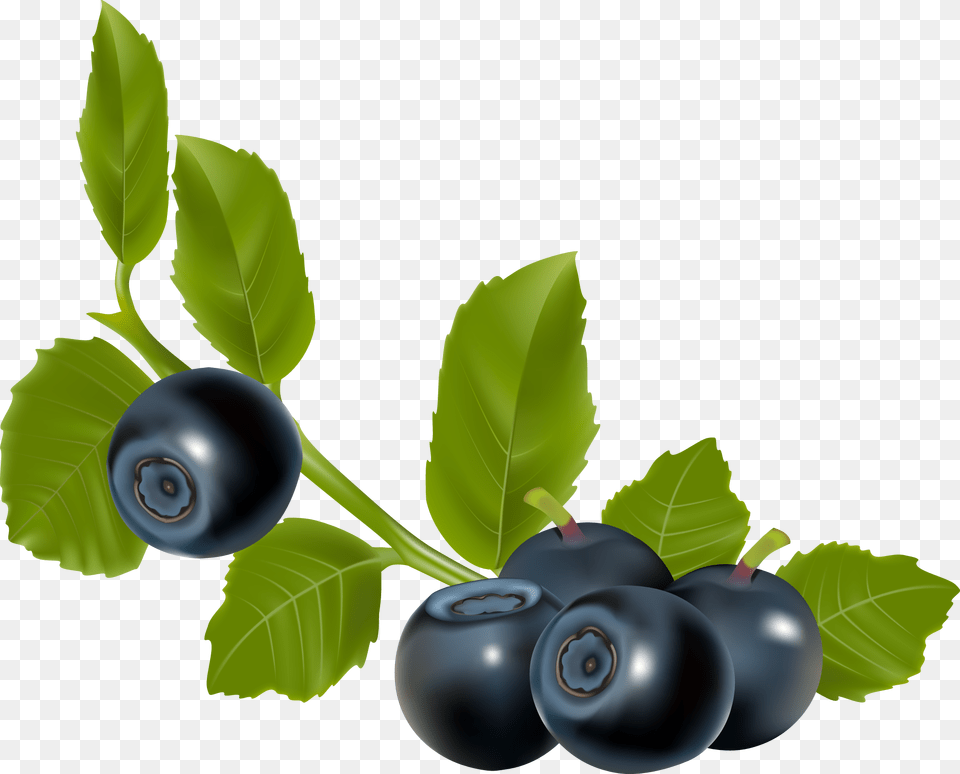 Blueberry Blueberry Branch Berry, Produce, Food, Fruit Free Transparent Png