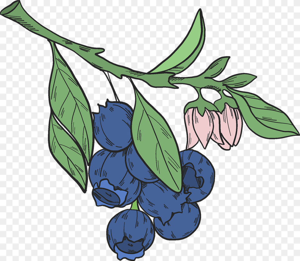 Blueberry Branch Clipart, Berry, Food, Fruit, Plant Free Transparent Png