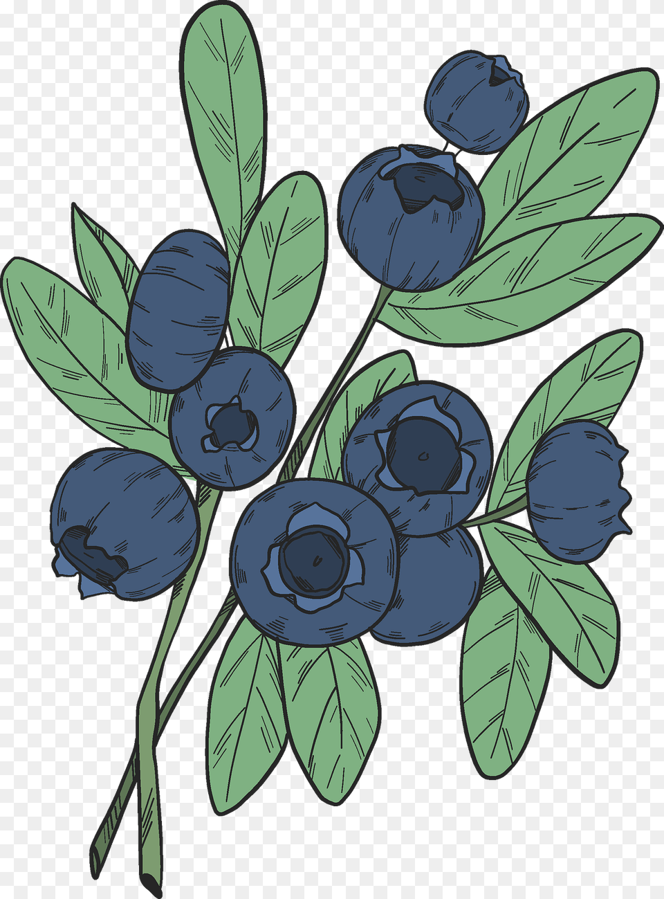 Blueberry Branches Clipart, Berry, Food, Fruit, Plant Free Transparent Png