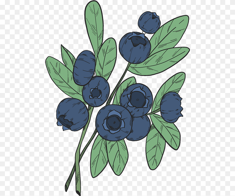 Blueberry Branches Clipart Download Transparent Clip Art, Berry, Food, Fruit, Plant Free Png