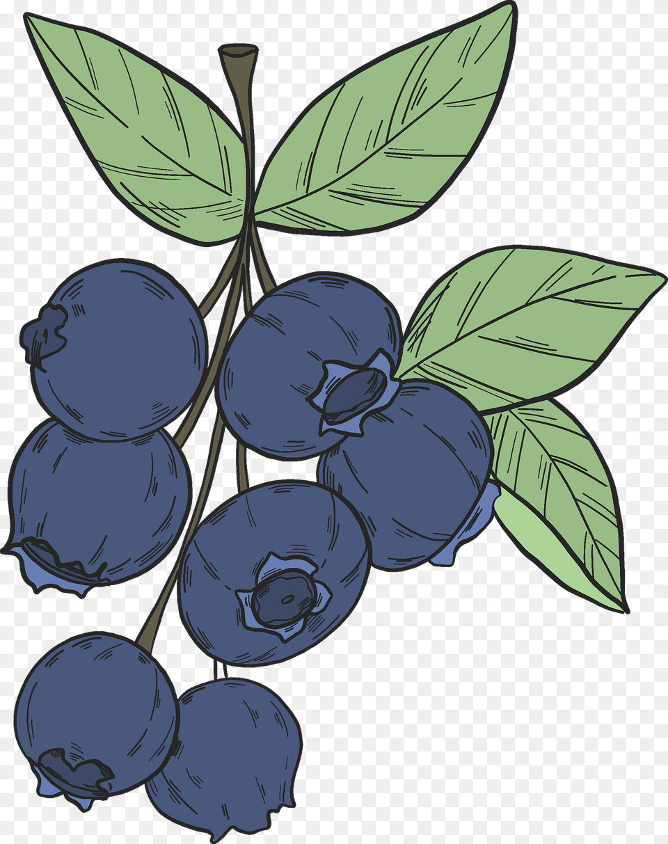 Blueberry Clipart, Berry, Food, Fruit, Plant Png