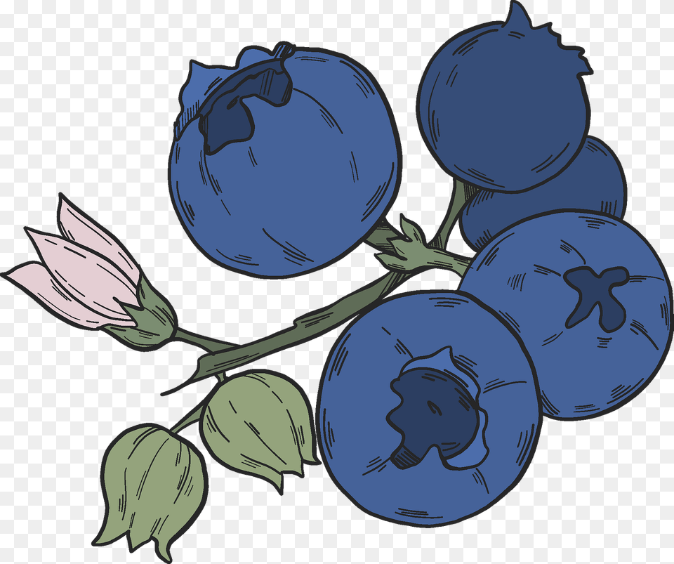 Blueberry Clipart, Berry, Food, Fruit, Plant Png