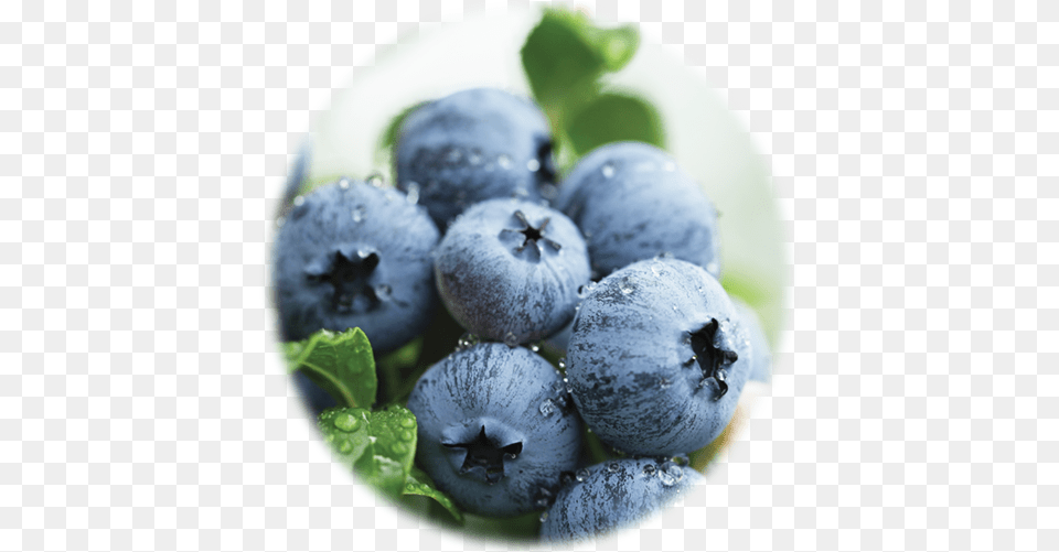 Blueberry Detox Daily Fiber Formula Blueberry Golf Coast, Berry, Food, Fruit, Plant Free Png Download