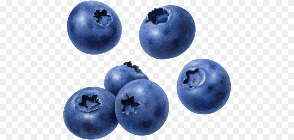 Blueberry Fruit Clipart Transparent Background Blueberry, Produce, Berry, Food, Plant Free Png