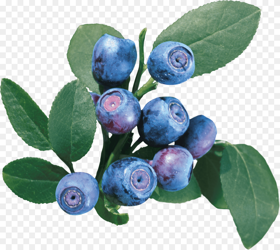Blueberry Image Blueberry Bush Transparent Background, Berry, Food, Fruit, Plant Free Png Download