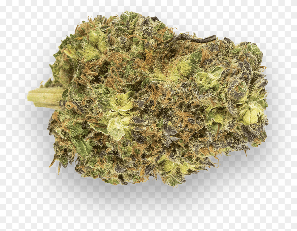 Blueberry Kush, Plant, Weed, Adult, Bride Free Transparent Png