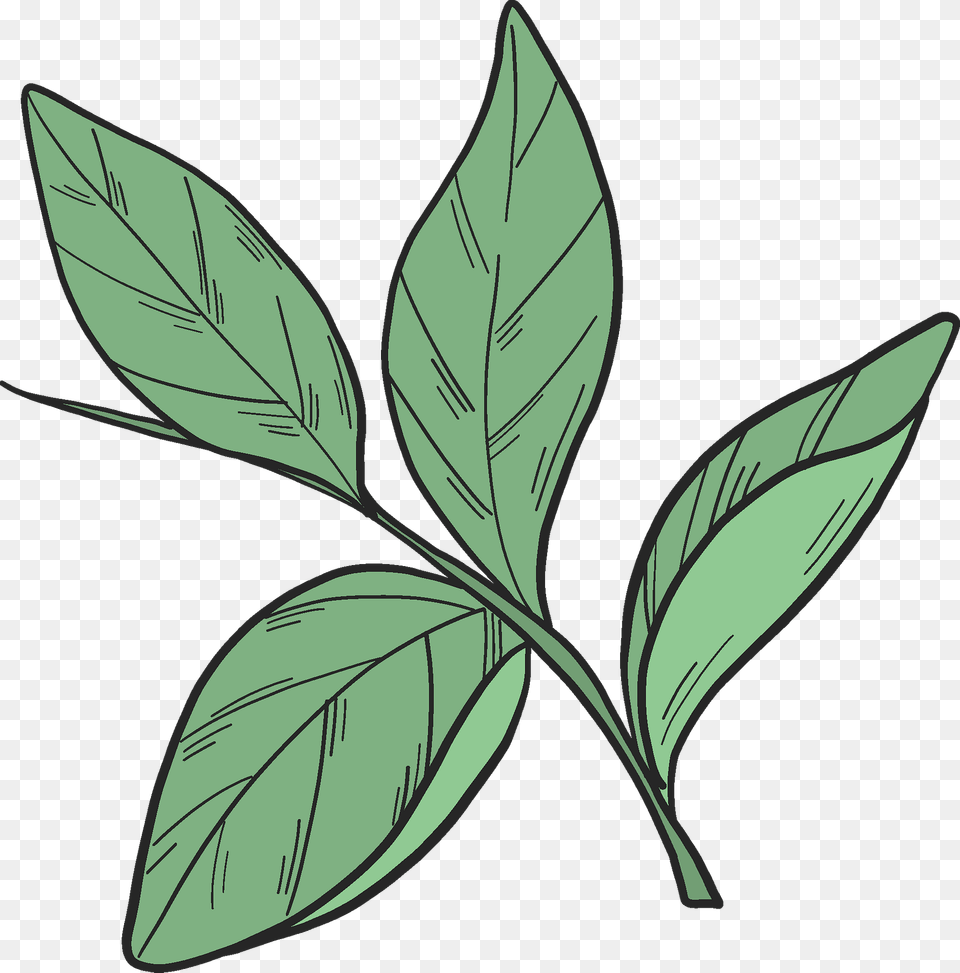 Blueberry Leaves Clipart, Leaf, Plant, Tree, Annonaceae Png