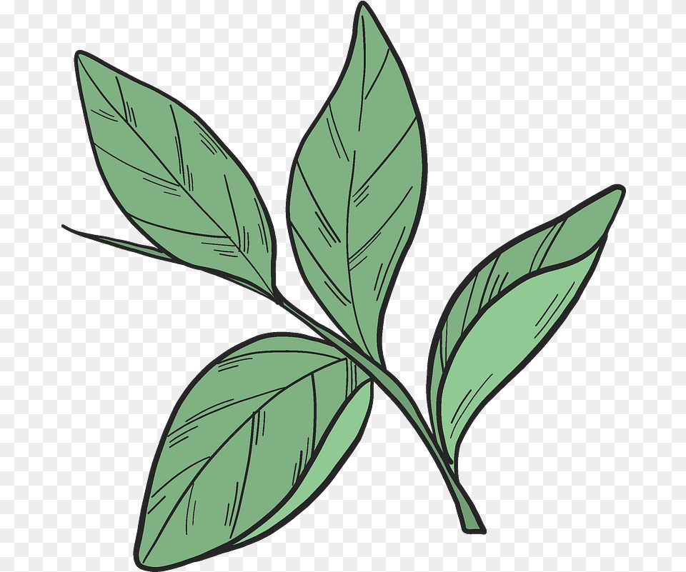 Blueberry Leaves Clipart Transparent Leaves Clipart, Herbal, Herbs, Leaf, Plant Png Image