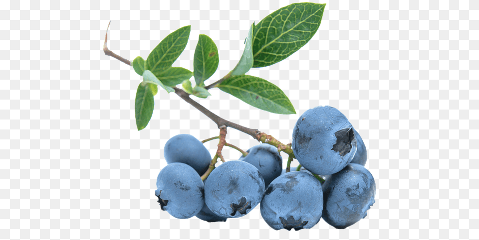 Blueberry No Background Blue Berry Branch, Food, Fruit, Plant, Produce Free Png Download