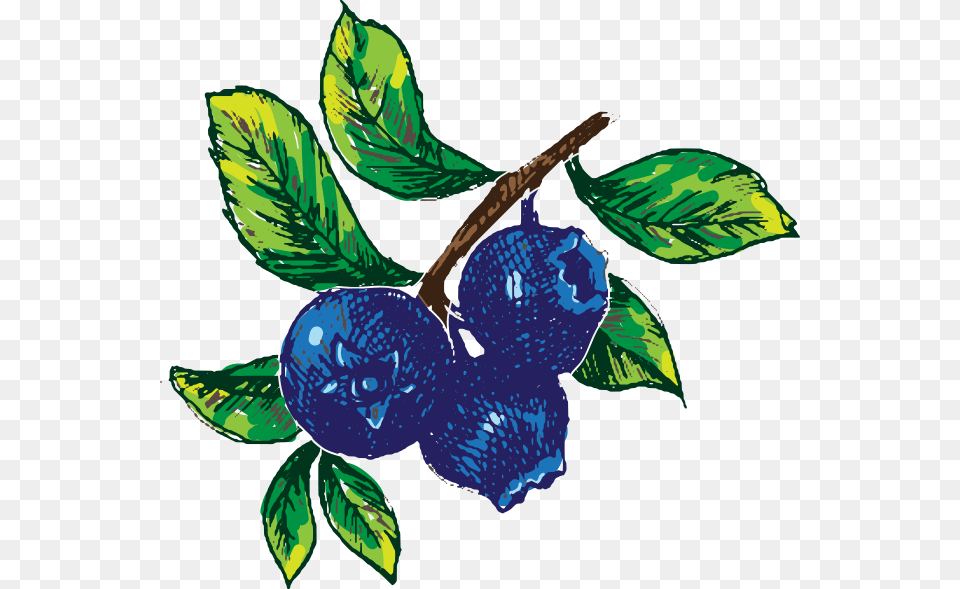 Blueberry Recipes From Chef Isabella Ww, Berry, Food, Fruit, Plant Free Transparent Png