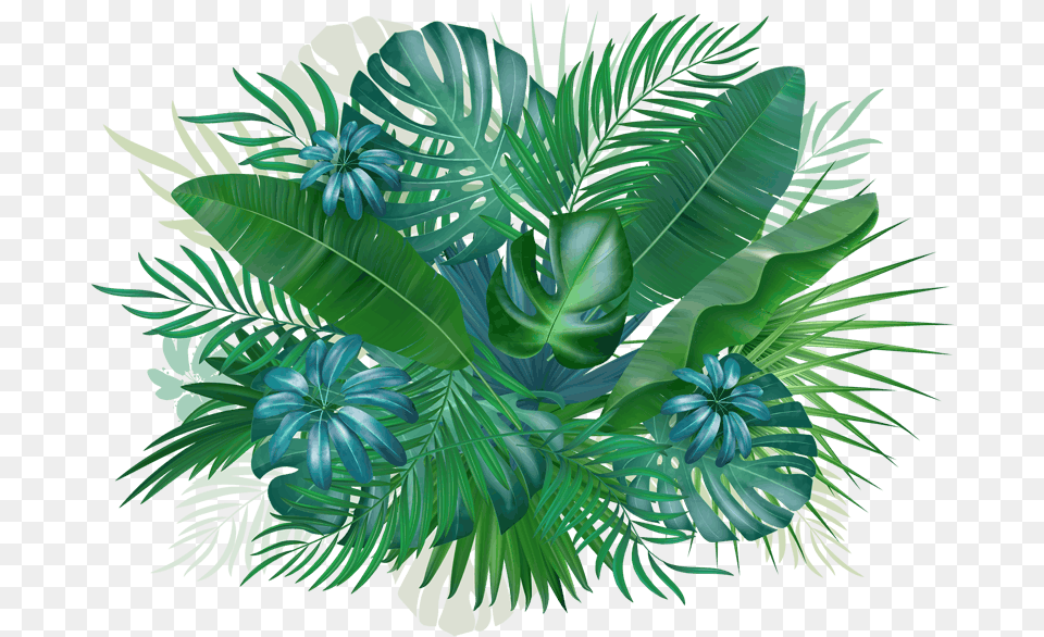 Blueberry Sig Background 2018 No Bkg Events Sabal Minor, Leaf, Plant, Vegetation, Graphics Free Transparent Png
