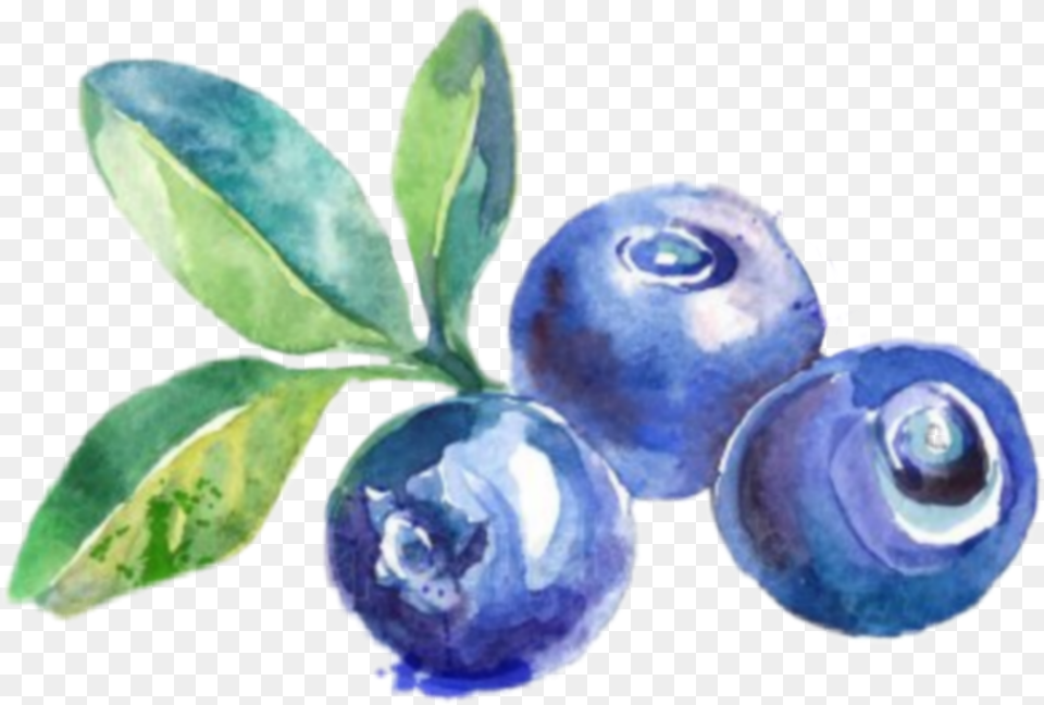 Blueberry Sticker By Kathleen Novelo Blueberries Drawing Png