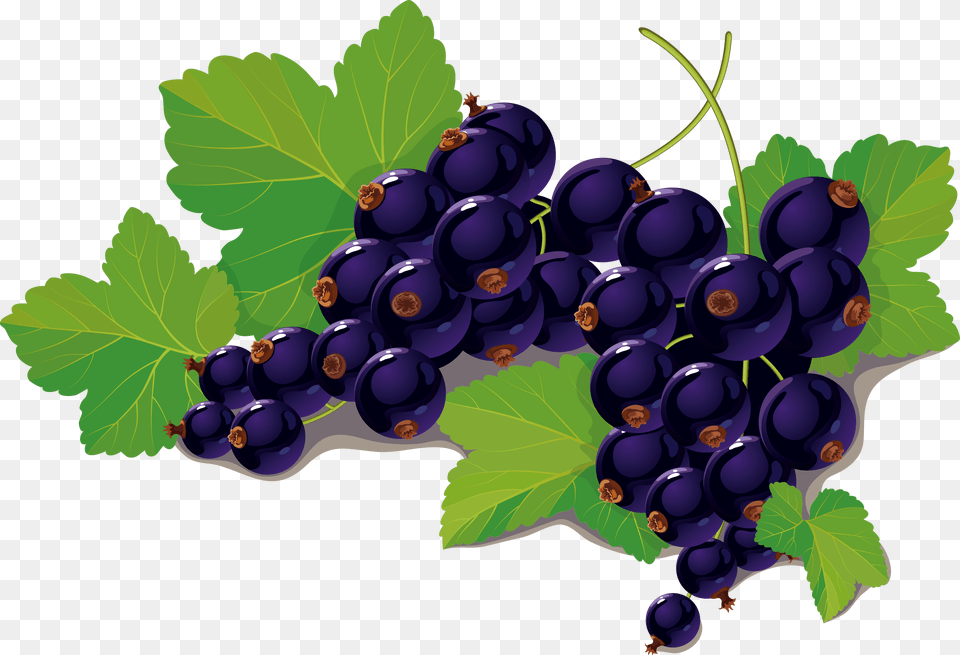 Blueberry Vector Black Currant Fruit Leaf, Berry, Food, Grapes, Plant Png Image