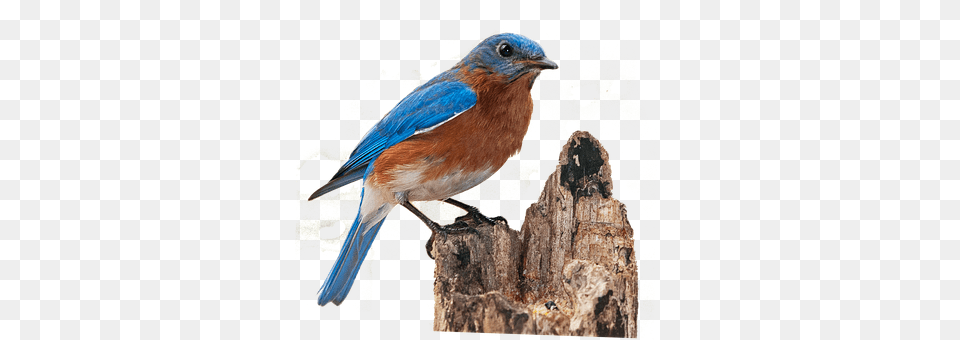 Bluebird Animal, Bird, Jay, Plant Free Transparent Png