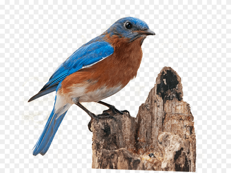 Bluebird Animal, Bird, Plant, Tree Free Transparent Png