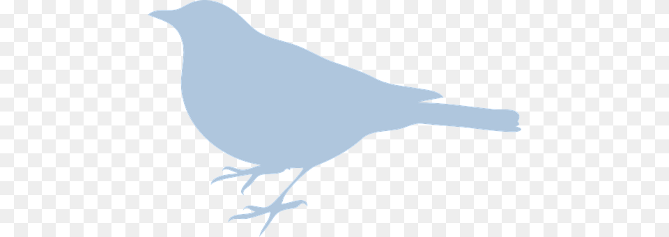 Bluebird Animal, Bird, Blackbird, Person Free Transparent Png