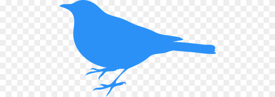 Bluebird Animal, Bird, Jay, Person Free Png Download