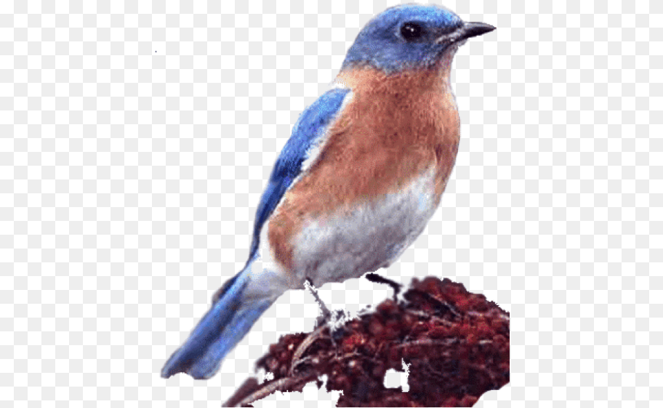Bluebird, Animal, Bird, Blue Jay, Jay Free Transparent Png
