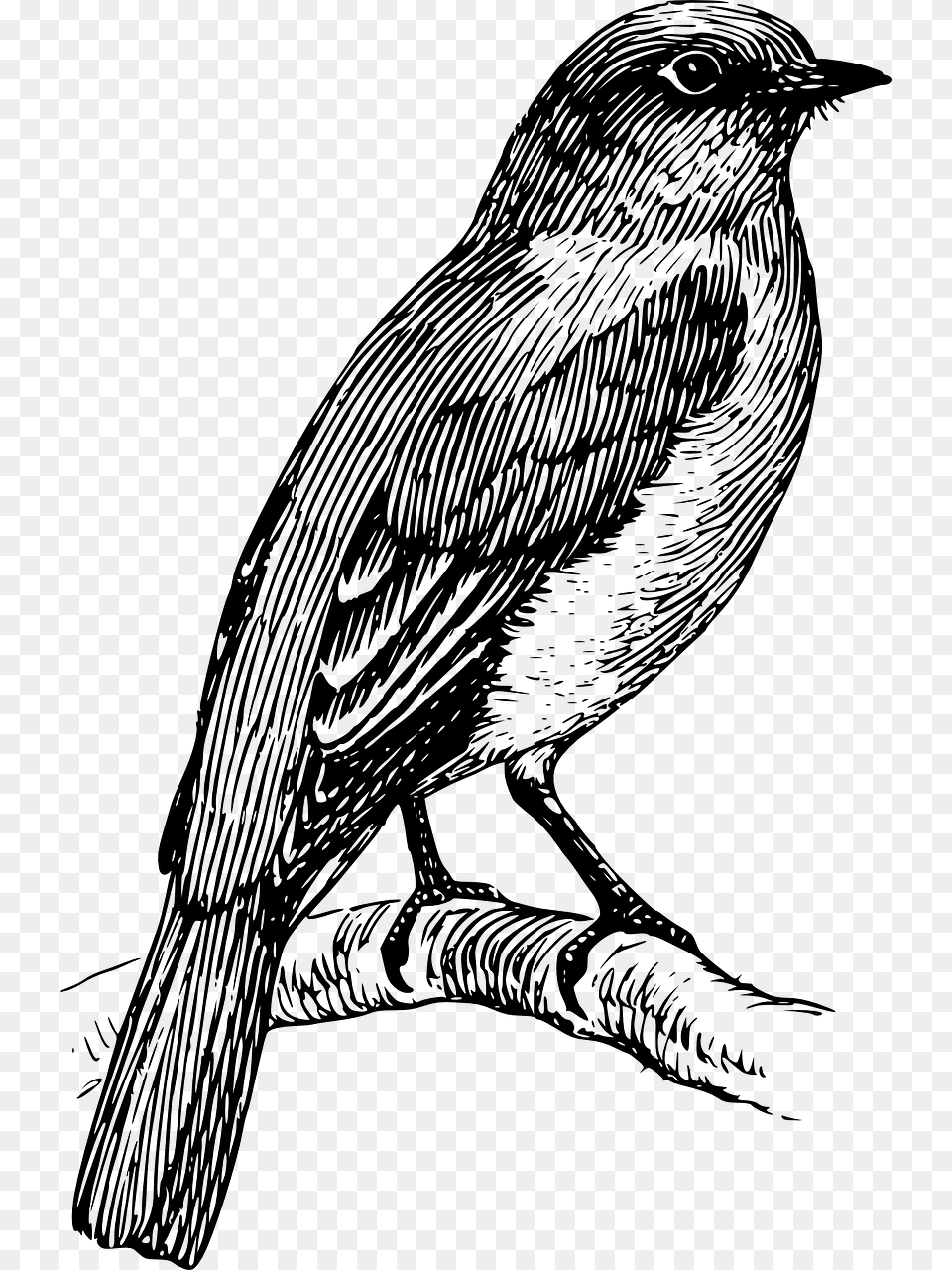 Bluebird Clipart Black And White, Gray Free Png Download