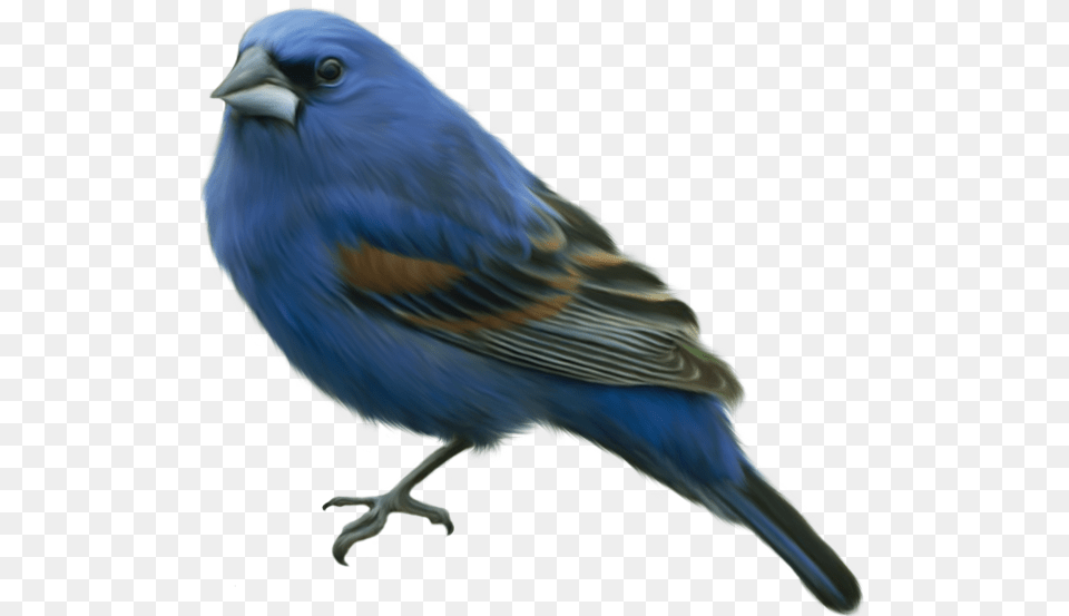 Bluebird Clipart Transparent Canary Bird, Animal, Finch, Jay Free Png