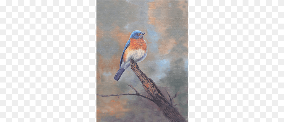Bluebird Perch Eastern Bluebird, Animal, Bird, Blue Jay, Jay Free Png Download