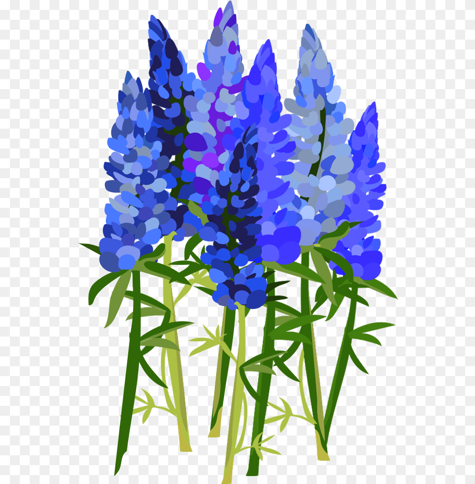 Bluebonnet, Flower, Lupin, Plant, Lavender Png Image