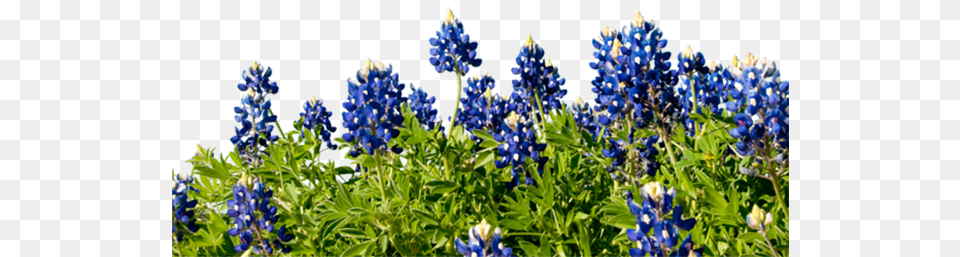 Bluebonnet Bluebonnets, Flower, Lupin, Plant, Iris Free Png