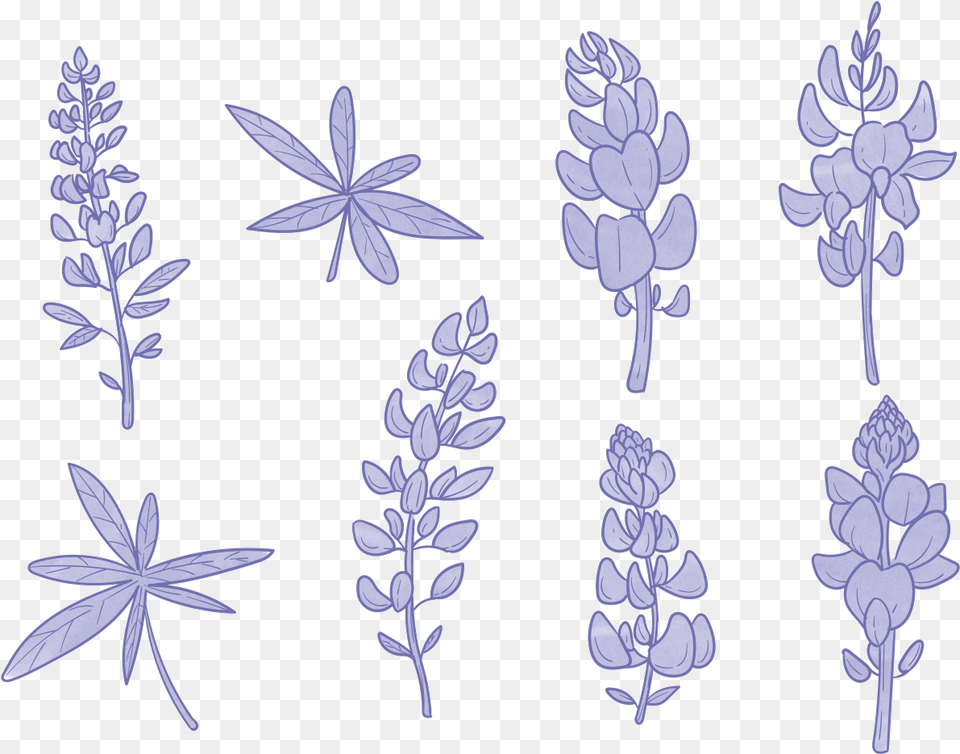 Bluebonnet Flower Vectors Simple Bluebonnet Drawing, Leaf, Plant, Lupin Free Png