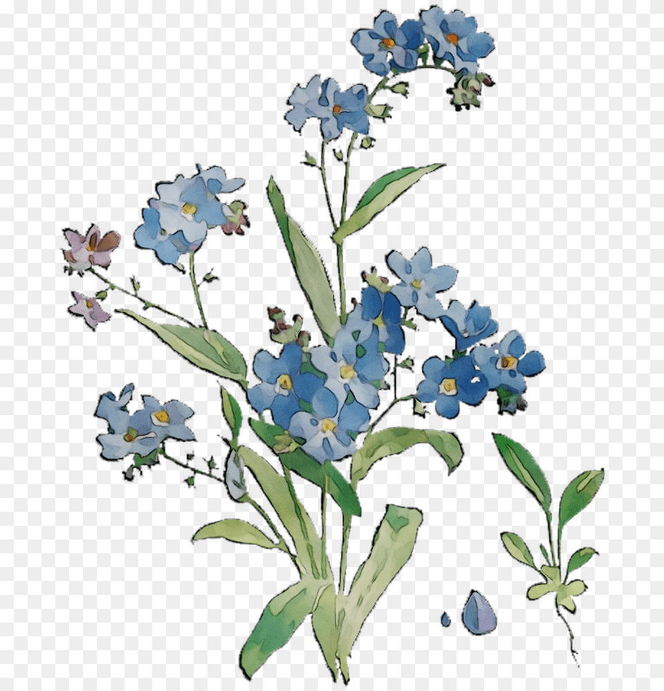 Bluebonnet Grasses Flowers Scorpion Cut Hd Image Alpine Forget Me Not, Acanthaceae, Anemone, Flower, Plant Free Png
