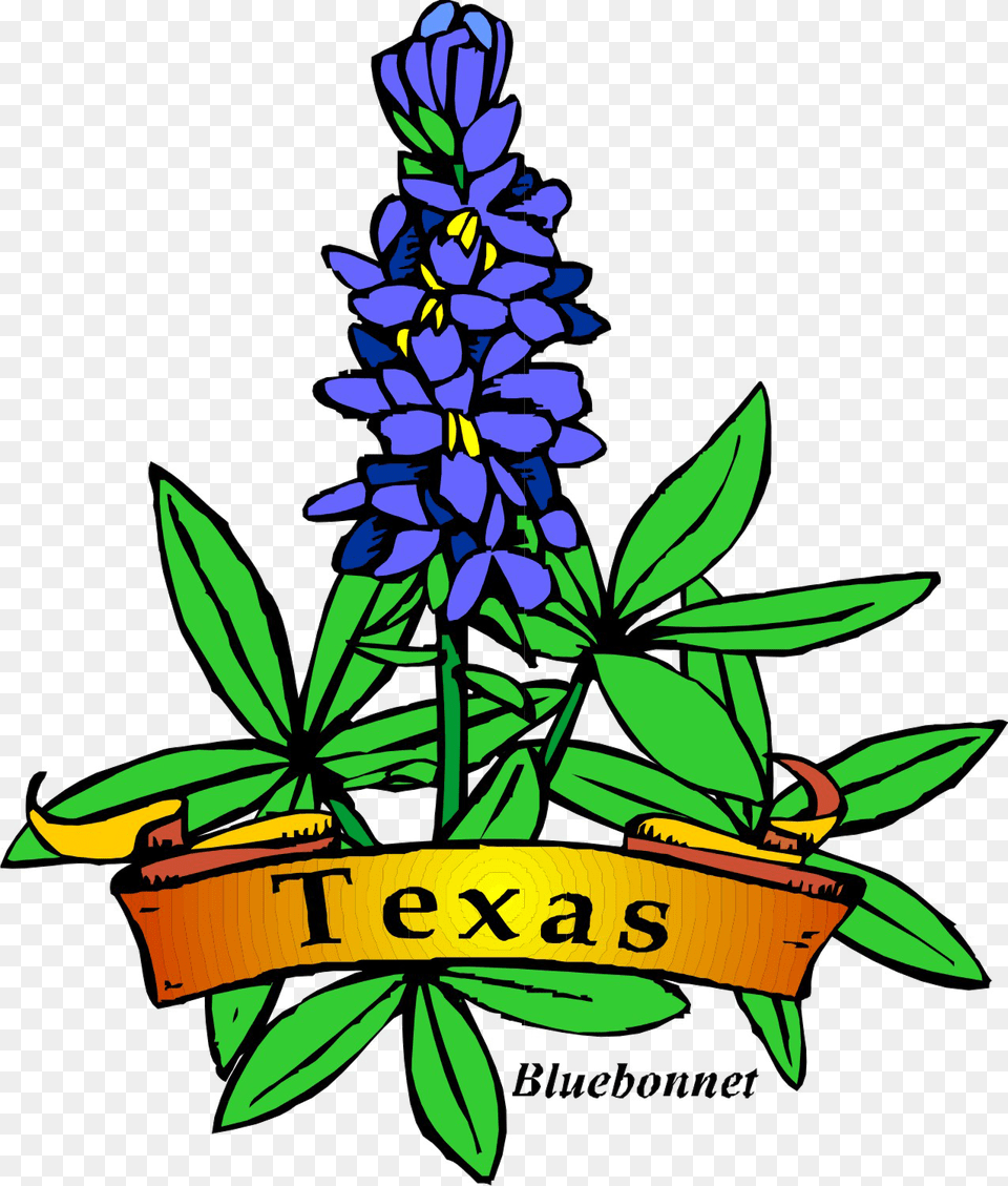 Bluebonnet Vector Cartoon Drawing Texas State Flower, Lupin, Plant, Lavender Free Transparent Png