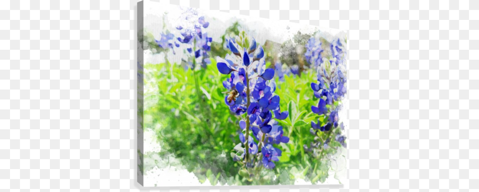 Bluebonnets Art Texas Bluebonnet, Iris, Flower, Lupin, Petal Free Png