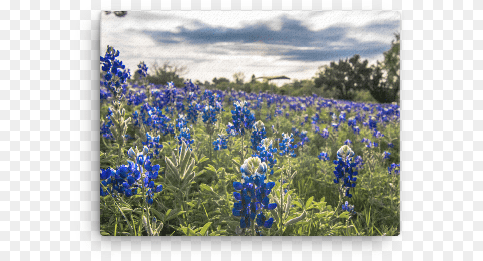 Bluebonnets By The Lake Canvas Bluebonnet, Lupin, Flower, Geranium, Plant Free Png