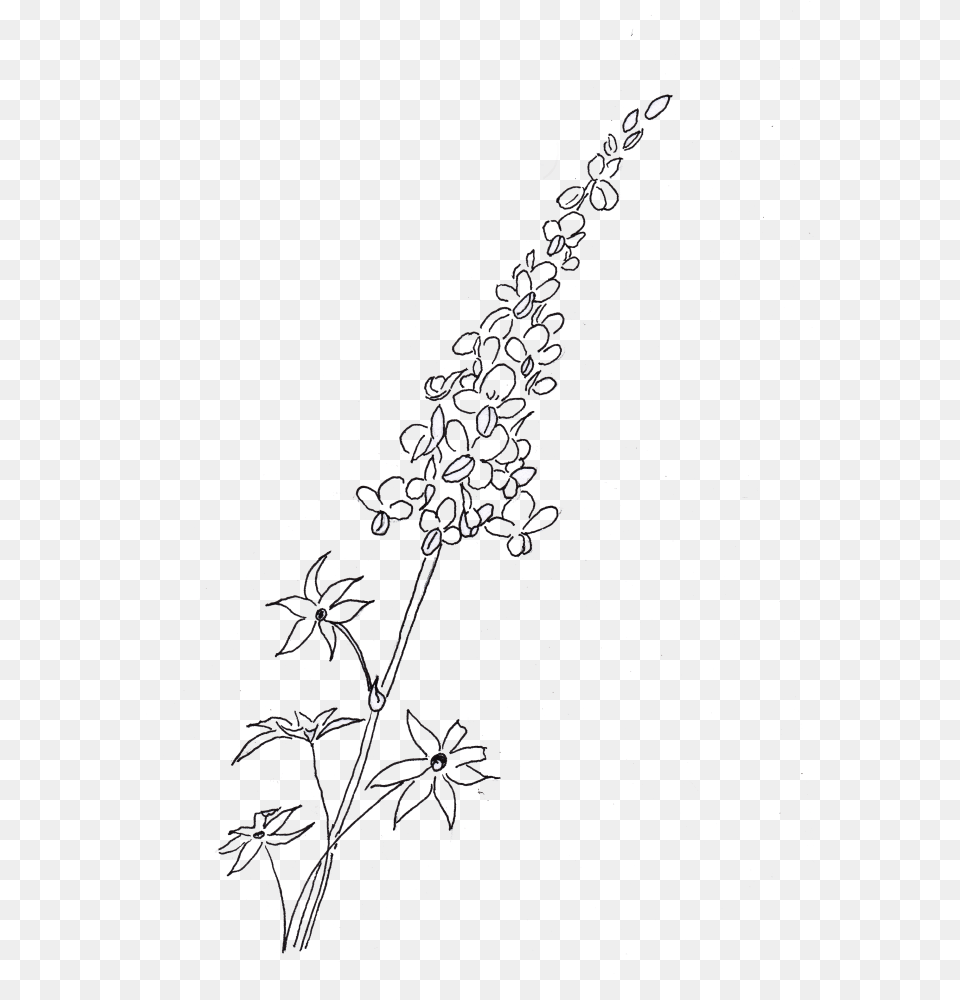 Bluebonnets Drawing Huge Freebie Download For Powerpoint Line Art, Outdoors, Nature, Accessories, Necklace Png Image