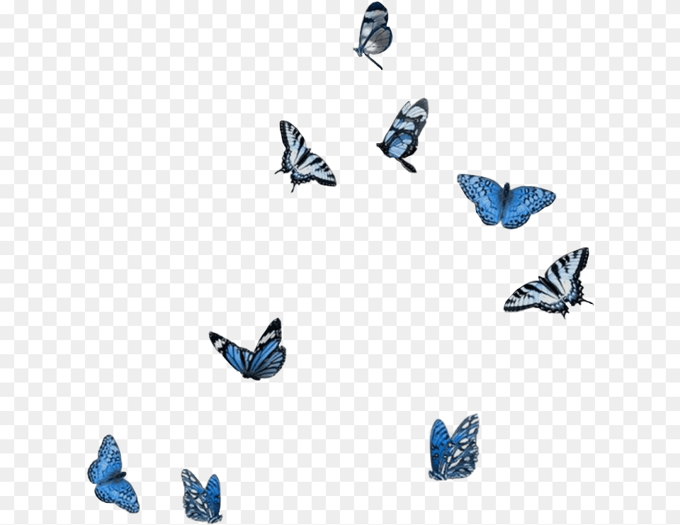 Bluebutterflies Aesthethic Butterflies Butterfly, Animal, Insect, Invertebrate, Bird Free Transparent Png
