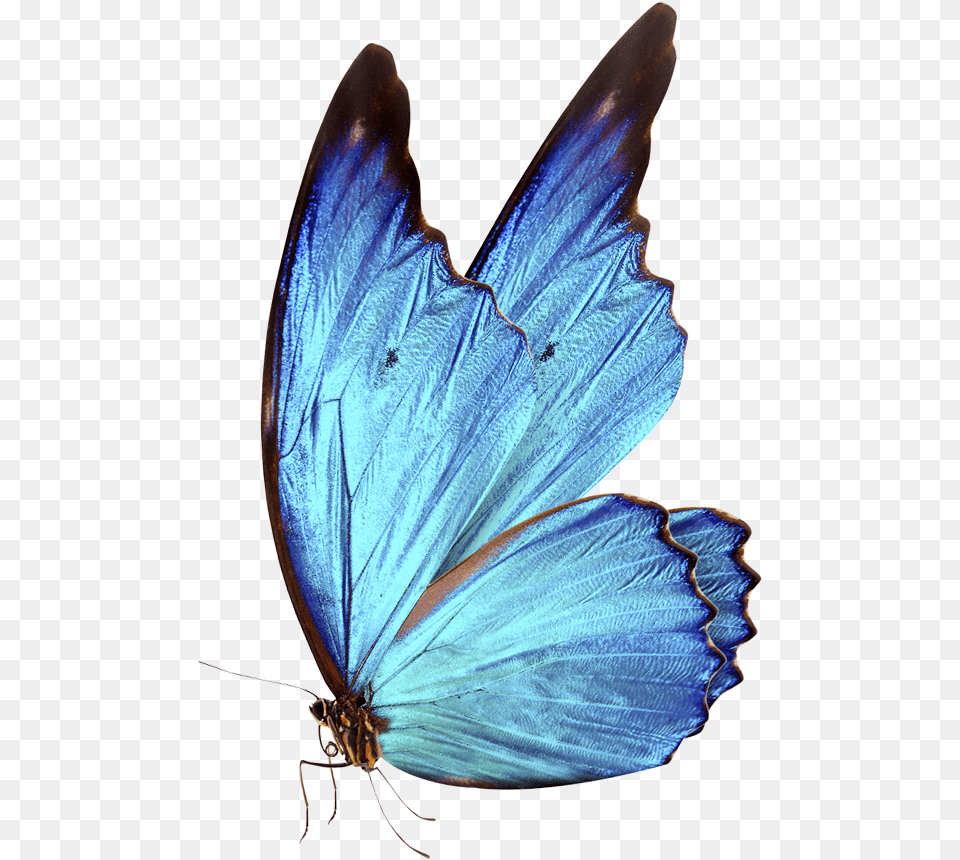 Bluebutterflyhouse Hd Blue Butterfly, Animal, Insect, Invertebrate Free Png
