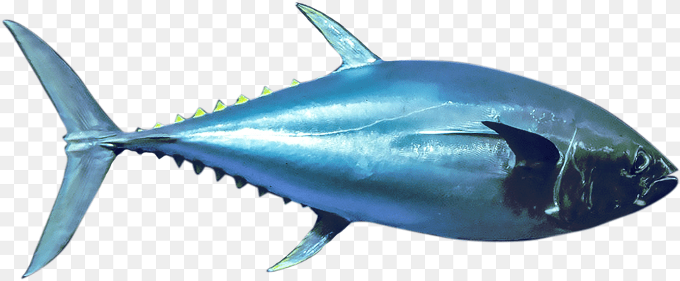 Bluefin Tuna, Animal, Bonito, Fish, Sea Life Png