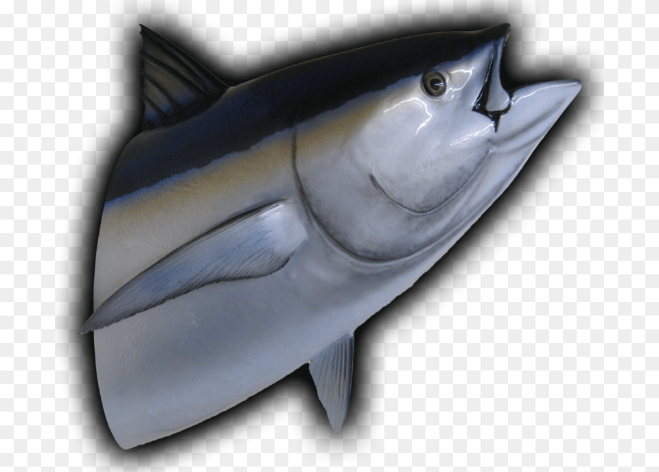 Bluefin Tuna Head Mount Fish Replica Tuna, Animal, Sea Life, Shark, Bonito Free Transparent Png