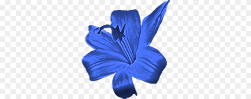 Blueflower Small Blue Flower, Petal, Plant, Lily, Person Png Image