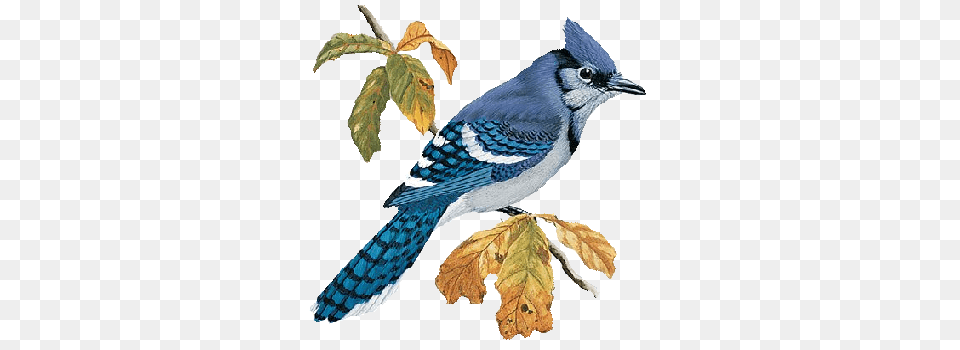 Bluejay, Animal, Bird, Blue Jay, Bluebird Free Transparent Png