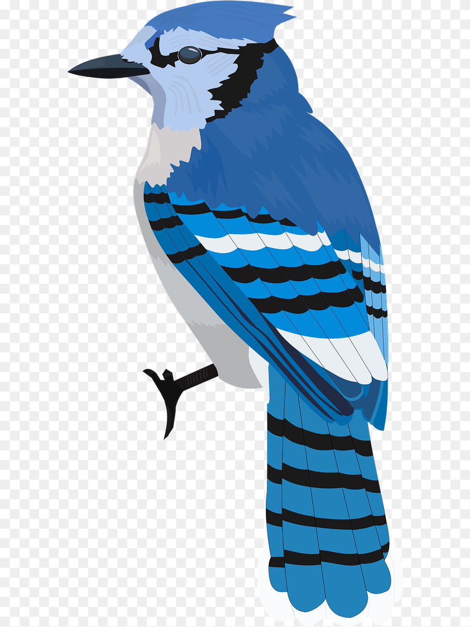 Bluejay Bird Blue Illustration, Animal, Blue Jay, Bluebird, Jay Free Png Download