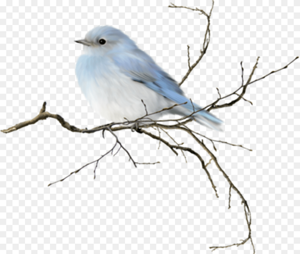 Bluejay Drawing Watercolor, Animal, Bird, Jay, Bluebird Free Png Download